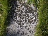 image of grave number 784558